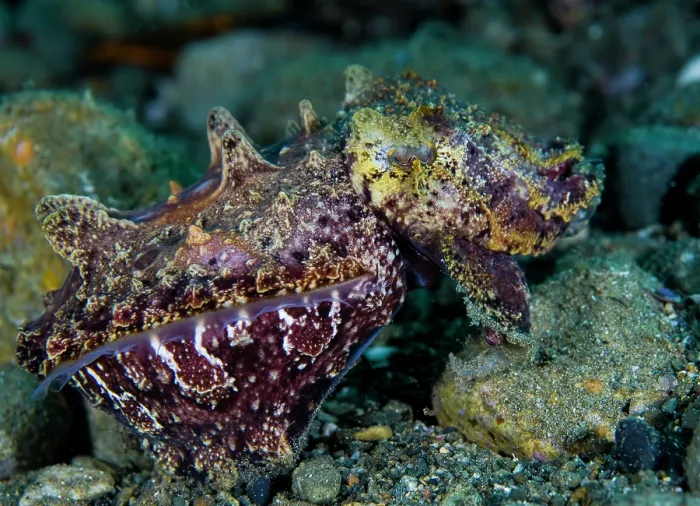 Framed Print : Flamboyant cuttlefish (Metasepia pfefferi) camouflaged on seabed, hunting, Ambon, Indonesia, Pacific Ocean