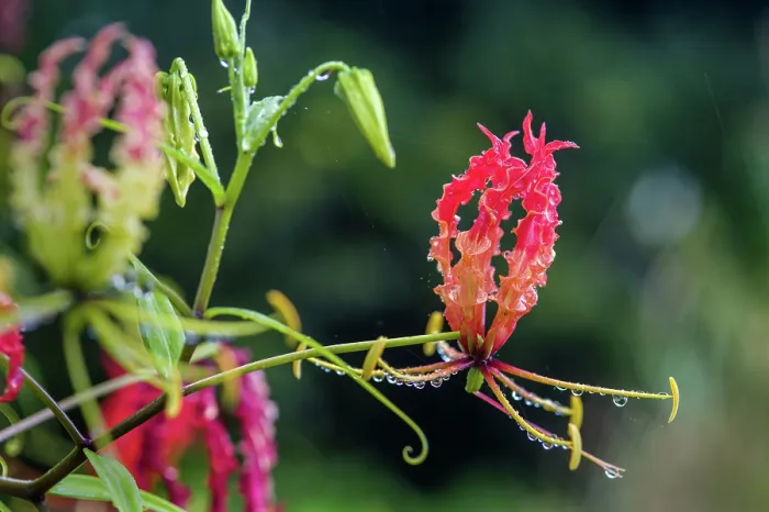 Framed Print : Flame lily (Gloriosa superba) in bloom in a garden, Dominica, Lesser Antilles Framed Print : Flame lily (Gloriosa superba) in bloom in a garden, Dominica, Lesser Antilles