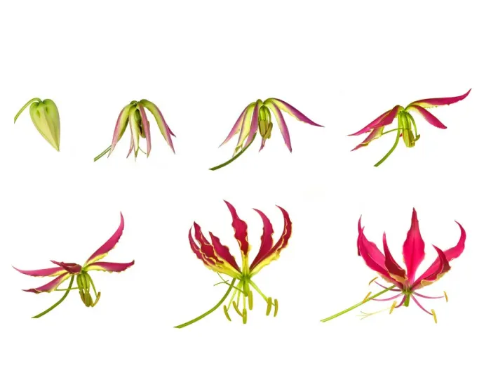 Framed Print : Flame lily (Gloriosa superba), timelapse sequence from opening bud to flowering, tepals Framed Print : Flame lily (Gloriosa superba), timelapse sequence from opening bud to flowering, tepals