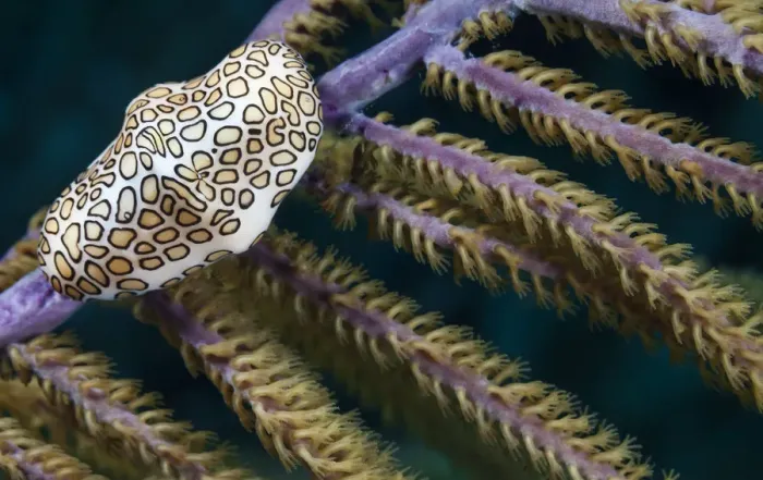 Framed Print : Flamingo Tongue (Cyphoma gibbosum), on featherstar, Cienaga de Zapata National Park Framed Print : Flamingo Tongue (Cyphoma gibbosum), on featherstar, Cienaga de Zapata National Park