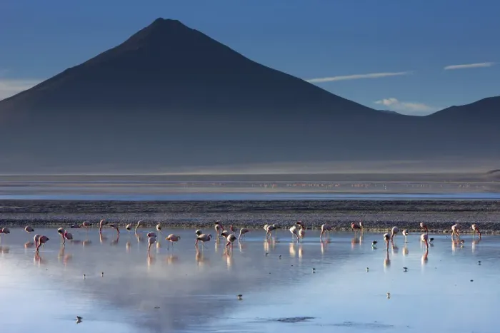 Framed Print : Flamingos on Laguna / Lake Colorado at dawn, Eduardo Avaroa Andean Fauna National Reserve Framed Print : Flamingos on Laguna / Lake Colorado at dawn, Eduardo Avaroa Andean Fauna National Reserve