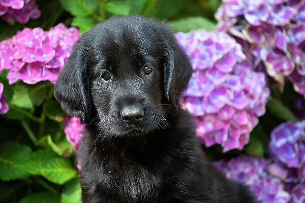 Flat-coated retriever puppy, sitting next to summer flowers, head portrait, Haddam, Connecticut, USA. July