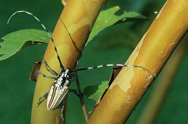 Flat-faced longhorn beetle (Deliathis incana) on branch. Yucatan Peninsula, Quintana Roo state, Mexico