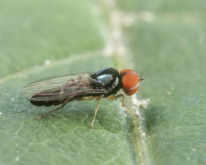 Framed Print : Flat-footed fly (Bertamyia notata) male, portrait, Montgomery County, Pennsylvania, USA. July Framed Print : Flat-footed fly (Bertamyia notata) male, portrait, Montgomery County, Pennsylvania, USA. July