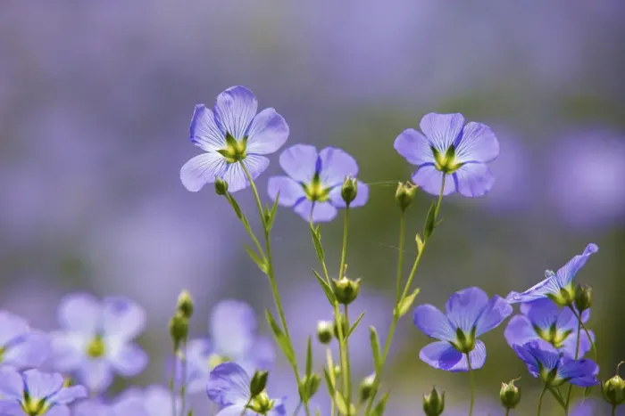 Framed Print : Flax flowers (Linum usitatissimum) Monmouthshire, Wales, UK, May Framed Print : Flax flowers (Linum usitatissimum) Monmouthshire, Wales, UK, May
