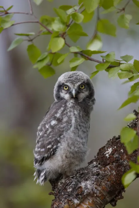 Framed Print : Fledgling Northern Hawk Owl (Surnia ulula). Finland. June Framed Print : Fledgling Northern Hawk Owl (Surnia ulula). Finland. June