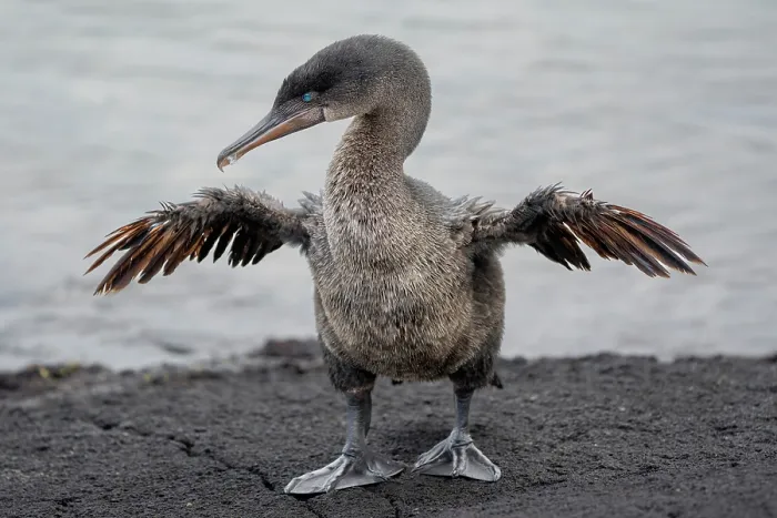 Framed Print : Flightless cormorant (Nannopterum harrisi) standing on the shore spreading its wings, Fernandina Island, Galapagos National Park, Galapagos Islands Framed Print : Flightless cormorant (Nannopterum harrisi) standing on the shore spreading its wings, Fernandina Island, Galapagos National Park, Galapagos Islands