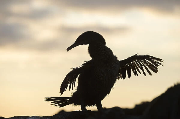 Flightless cormorant (Phalacrocorax harrisi) silhouetted, Punta Espinosa, Fernandina Island