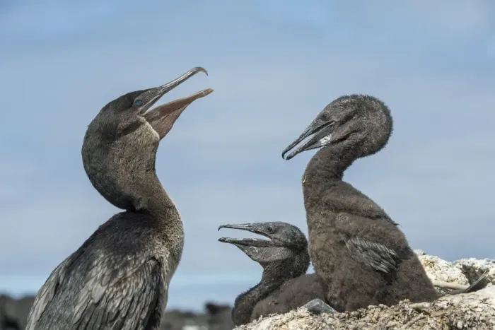 Framed Print : Flightless cormorant (Phalacrocorax harrisi), adult and two chicks. Beagle Crater Framed Print : Flightless cormorant (Phalacrocorax harrisi), adult and two chicks. Beagle Crater