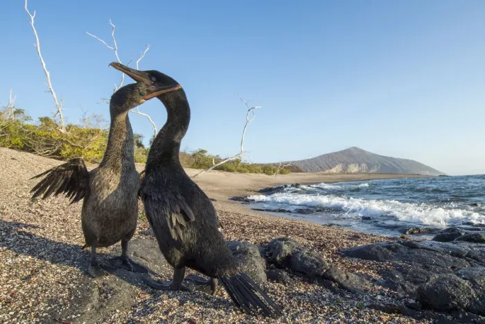Framed Print : Flightless cormorant (Phalacrocorax harrisi), pair billing on beach. Playa Negra Framed Print : Flightless cormorant (Phalacrocorax harrisi), pair billing on beach. Playa Negra