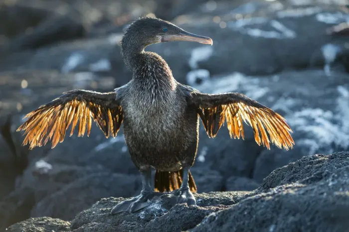 Framed Print : Flightless cormorant (Phalacrocorax harrisi), Punta Espinosa, Fernandina Island, Galapagos Framed Print : Flightless cormorant (Phalacrocorax harrisi), Punta Espinosa, Fernandina Island, Galapagos