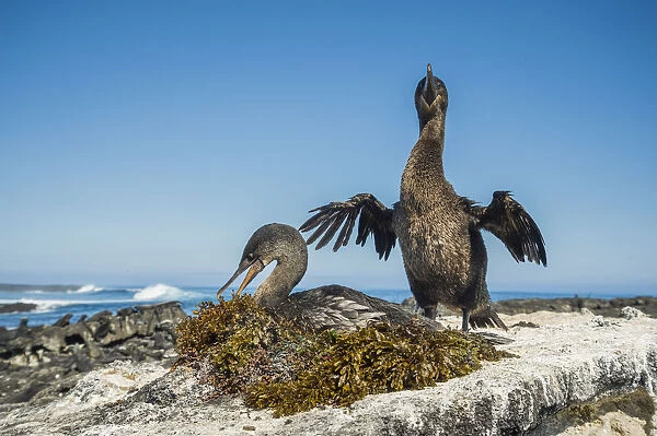 Flightless cormorant (Phalacrocorax harrisi), Cape Douglas, Fernandina Island, Galapagos
