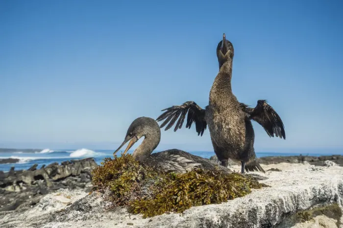 Framed Print : Flightless cormorant (Phalacrocorax harrisi), Cape Douglas, Fernandina Island, Galapagos Framed Print : Flightless cormorant (Phalacrocorax harrisi), Cape Douglas, Fernandina Island, Galapagos