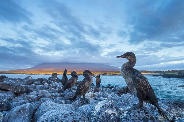Flightless cormorant (Phalacrocorax harrisi) flock perched on the coast at dusk