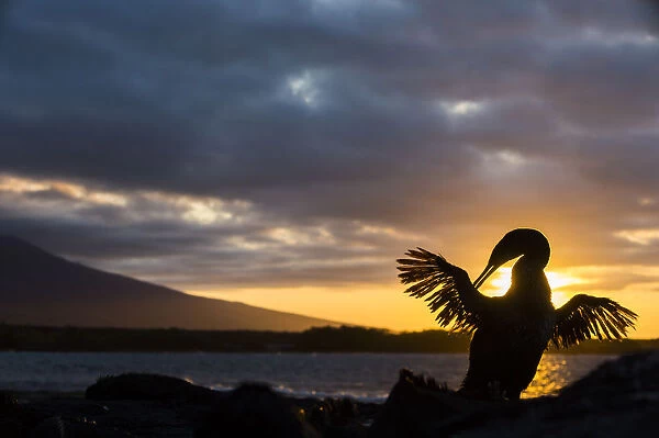 Flightless cormorant (Phalacrocorax harrisi) silhouetted at sunset, Punta Espinosa