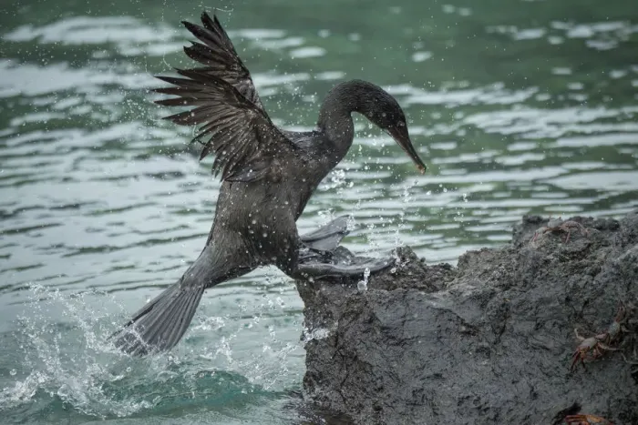 Framed Print : Flightless cormorant (Phalacrocorax harrisi) coming ashore amongst crabs Framed Print : Flightless cormorant (Phalacrocorax harrisi) coming ashore amongst crabs