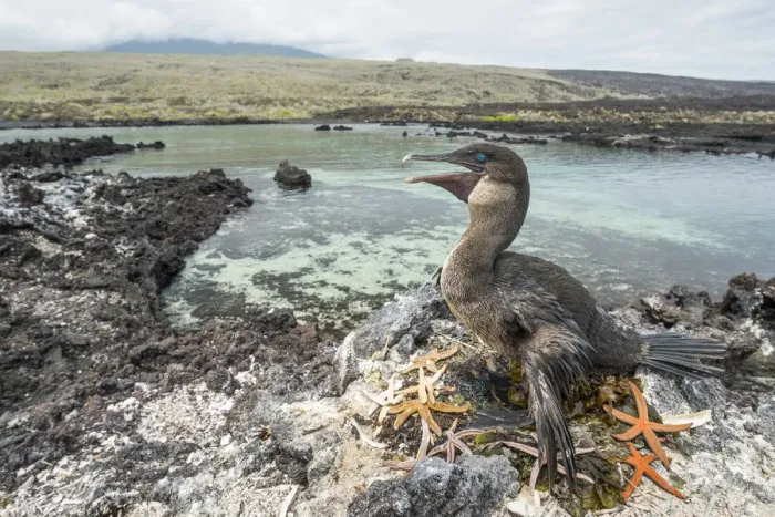 Framed Print : Flightless cormorant (Phalacrocorax harrisi) on nest. Starfish (Asteroidea Framed Print : Flightless cormorant (Phalacrocorax harrisi) on nest. Starfish (Asteroidea