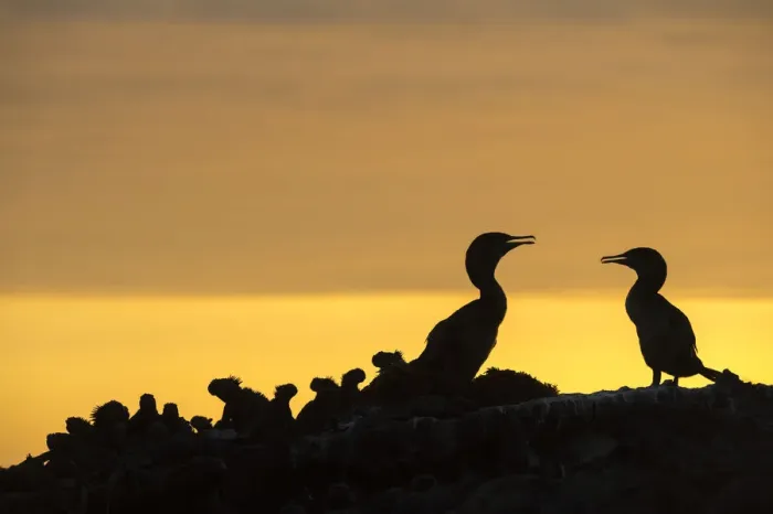 Framed Print : Flightless cormorant (Phalacrocorax harrisi) pair silhouetted at sunset next to Galapagos Framed Print : Flightless cormorant (Phalacrocorax harrisi) pair silhouetted at sunset next to Galapagos