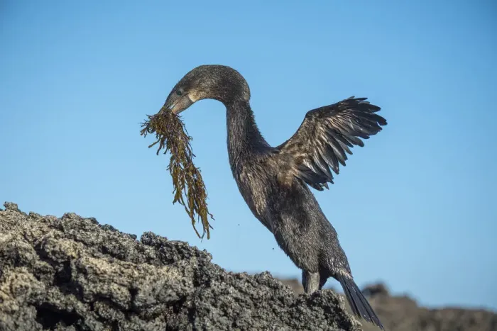 Framed Print : Flightless cormorant (Phalacrocorax harrisi) on rocks with nesting material in beak Framed Print : Flightless cormorant (Phalacrocorax harrisi) on rocks with nesting material in beak