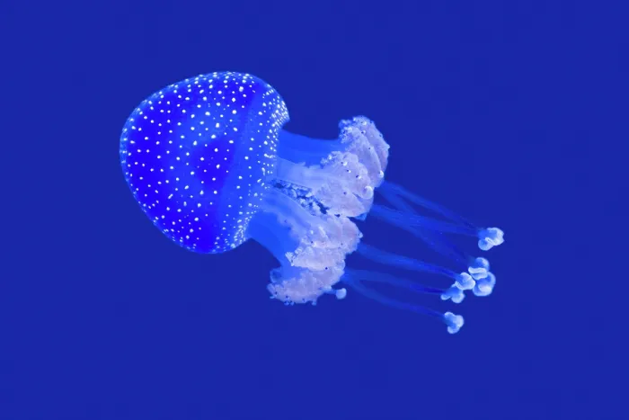 Framed Print : Floating bell (Phyllorhiza punctata) swimming in aquarium. Captive, occurs in Pacific Ocean Framed Print : Floating bell (Phyllorhiza punctata) swimming in aquarium. Captive, occurs in Pacific Ocean