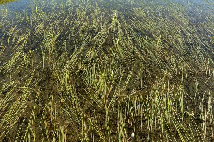 Framed Print : Floating bur-reeds (Sparganium angustifolium) just under surface of lake, Lake di Starlaresc da Sgiof, Upper Verzasca Valley, Ticino, Switzerland. July