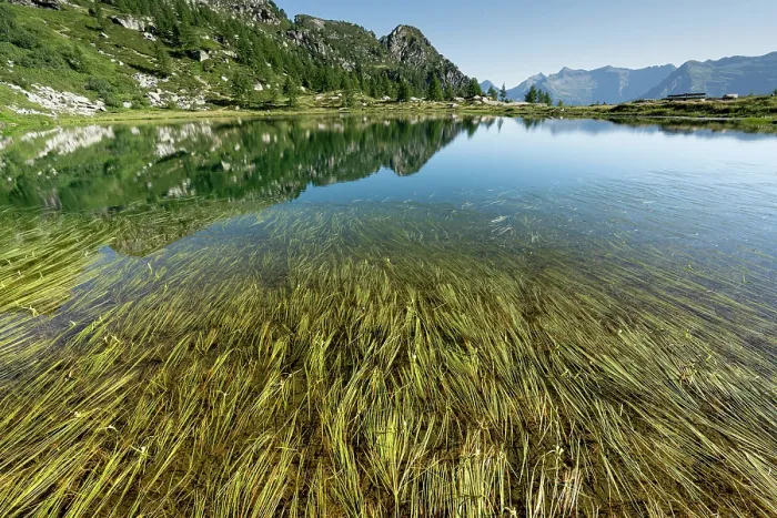 Framed Print : Floating bur-reeds (Sparganium angustifolium) at lake surface with mountains in background, Lake di Starlaresc da Sgiof, Upper Verzasca Valley, Ticino, Switzerland. July Framed Print : Floating bur-reeds (Sparganium angustifolium) at lake surface with mountains in background, Lake di Starlaresc da Sgiof, Upper Verzasca Valley, Ticino, Switzerland. July