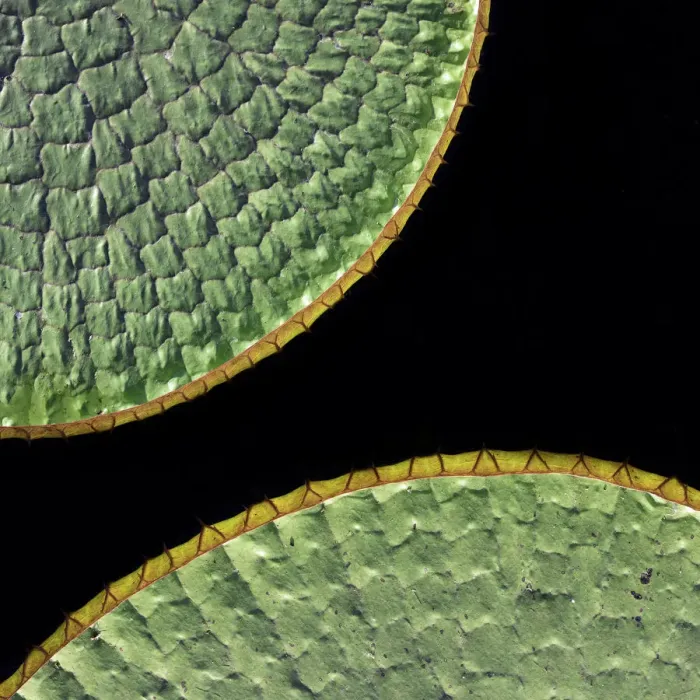 Framed Print : Floating leaves of Giant water lily (Victoria amazonica). Northern Pantanal, Cuiaba River Framed Print : Floating leaves of Giant water lily (Victoria amazonica). Northern Pantanal, Cuiaba River
