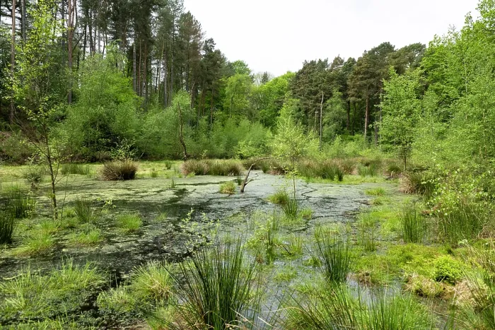 Framed Print : Floating peat bog  /  schwingmoor with Sphagnum moss and open dystrophic water, Hanger-Hill, Delamere Forest, Cheshire England, UK. May, 2024
