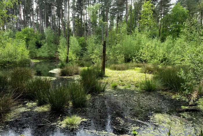 Framed Print : Floating peat bog / schwingmoor with Sphagnum moss and open dystrophic water, Hanger-Hill, Delamere Forest, Cheshire England, UK. May, 2024 Framed Print : Floating peat bog / schwingmoor with Sphagnum moss and open dystrophic water, Hanger-Hill, Delamere Forest, Cheshire England, UK. May, 2024