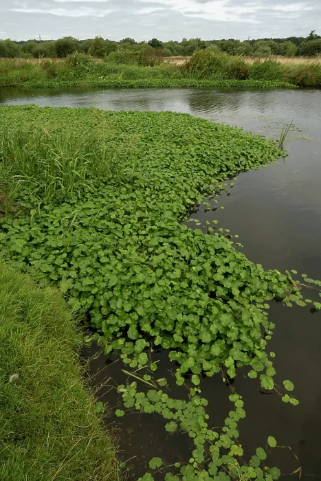 Framed Print : Floating pennywort (Hydrocotyle ranunculoides) growing along edge of river - highly invasive plant of rivers and waterways in UK. River Wey, Surrey, England, UK. August Framed Print : Floating pennywort (Hydrocotyle ranunculoides) growing along edge of river - highly invasive plant of rivers and waterways in UK. River Wey, Surrey, England, UK. August