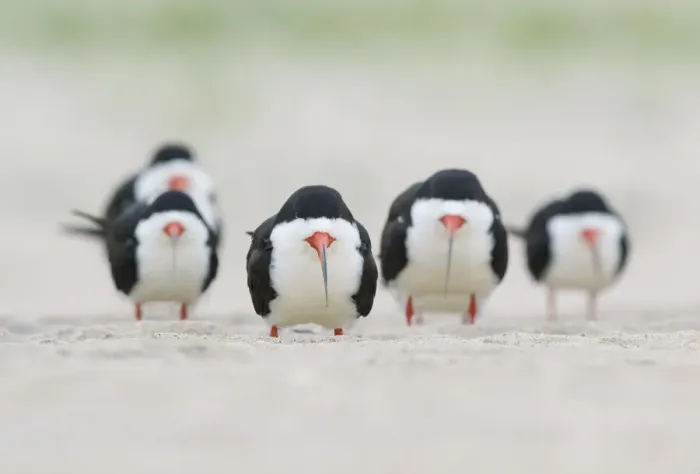 Framed Print : Flock of adult Black skimmers (Rynchops niger), in breeding plumage, resting on a beach Framed Print : Flock of adult Black skimmers (Rynchops niger), in breeding plumage, resting on a beach