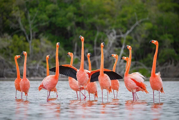 Flock of American flamingos (Phoenicopterus ruber) performing courtship strutting and wing flashing, Quinta Playa, Isabela Island, Galapagos Islands, Ecuador