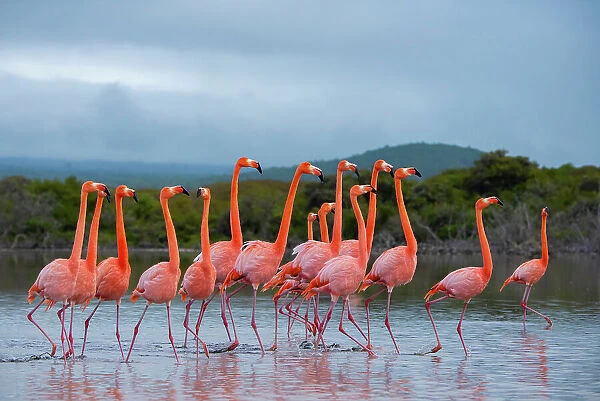 Flock of American flamingos (Phoenicopterus ruber) performing courtship strutting, Quinta Playa, Isabela Island, Galapagos Islands, Ecuador