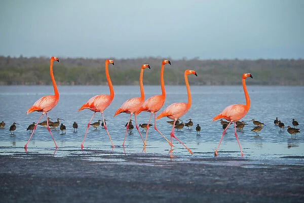 Flock of American flamingos (Phoenicopterus ruber) performing courtship strutting, with flock of Whimbrels (Numenius phaeopus) in background, Quinta Playa, Isabela Island, Galapagos Islands, Ecuador