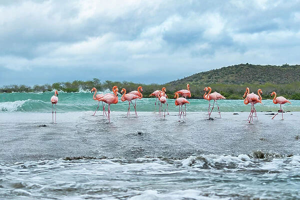 Flock of American flamingos (Phoenicopterus ruber) gathered along beach before flying to other island in search of better feeding ponds. Floreana Island, Galapagos Islands, Ecuador