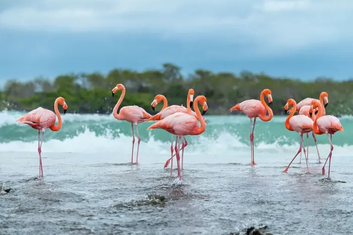 Framed Print : Flock of American flamingos (Phoenicopterus ruber) gathered along beach before flying to other island in search of better feeding ponds. Floreana Island, Galapagos Islands, Ecuador Framed Print : Flock of American flamingos (Phoenicopterus ruber) gathered along beach before flying to other island in search of better feeding ponds. Floreana Island, Galapagos Islands, Ecuador
