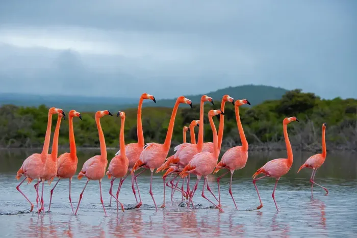Framed Print : Flock of American flamingos (Phoenicopterus ruber) performing courtship strutting, Quinta Playa, Isabela Island, Galapagos Islands, Ecuador Framed Print : Flock of American flamingos (Phoenicopterus ruber) performing courtship strutting, Quinta Playa, Isabela Island, Galapagos Islands, Ecuador