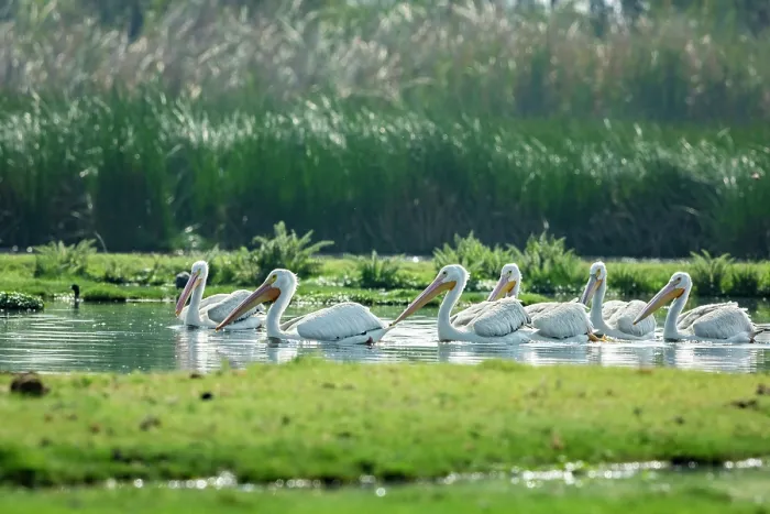 Framed Print : Flock of American white pelicans (Pelecanus erythrorhynchos) swimming and feeding in a flooded part of a chinanpas, a small island on a lake, Xochimilco, Mexico City, Mexico Framed Print : Flock of American white pelicans (Pelecanus erythrorhynchos) swimming and feeding in a flooded part of a chinanpas, a small island on a lake, Xochimilco, Mexico City, Mexico