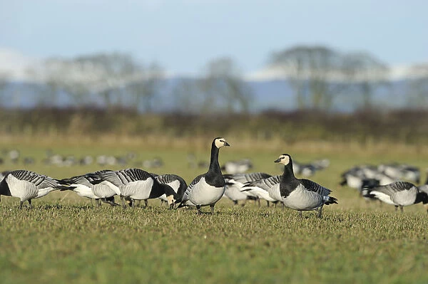 Flock of Barnacle geese (Branta leucopsis) feeding on grazing marshes, Caerlaverock WWT