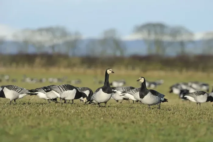 Framed Print : Flock of Barnacle geese (Branta leucopsis) feeding on grazing marshes, Caerlaverock WWT Framed Print : Flock of Barnacle geese (Branta leucopsis) feeding on grazing marshes, Caerlaverock WWT