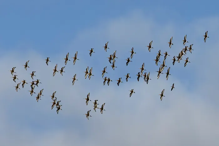 Framed Print : Flock of Black-tailed godwits (Limosa limosa islandica) and a Long-billed dowitcher (Limnodromus scolopaceus) in flight, Cley Marshes NWT, Norfolk, England, UK. October Framed Print : Flock of Black-tailed godwits (Limosa limosa islandica) and a Long-billed dowitcher (Limnodromus scolopaceus) in flight, Cley Marshes NWT, Norfolk, England, UK. October