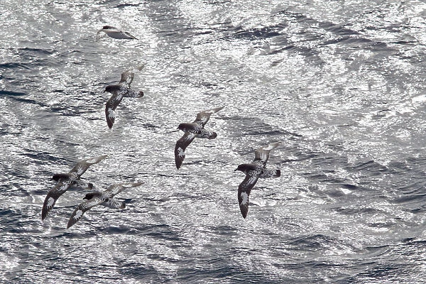 Flock of Cape petrels (Daption capense capense) in flight against the sea. Against the sun