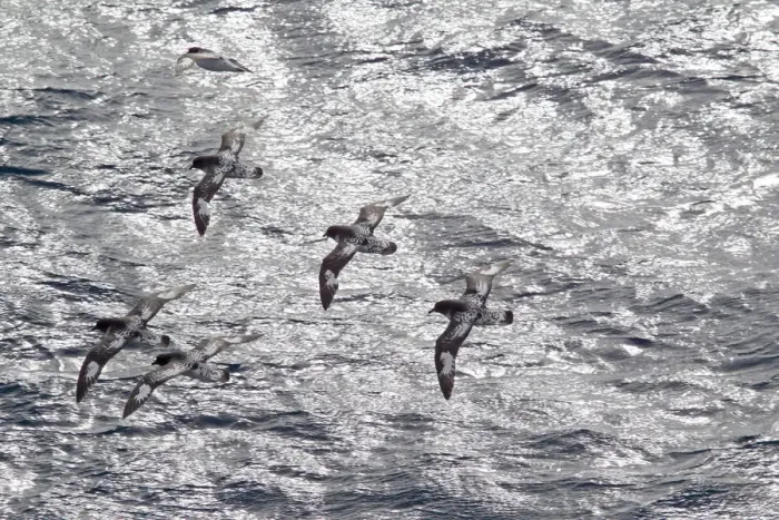 Framed Print : Flock of Cape petrels (Daption capense capense) in flight against the sea. Against the sun Framed Print : Flock of Cape petrels (Daption capense capense) in flight against the sea. Against the sun