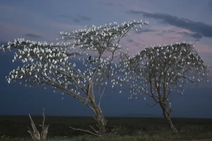 Framed Print : Flock of Cattle Egrets (Bubulcus ibis) in roosting trees at dusk, Imba Ndutu, Serengeti NP Framed Print : Flock of Cattle Egrets (Bubulcus ibis) in roosting trees at dusk, Imba Ndutu, Serengeti NP