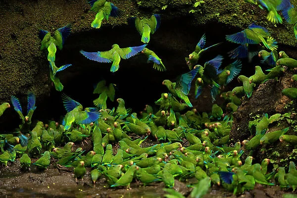 Flock of Cobalt-winged parakeets (Brotogeris cyanoptera) feeding on clay at a clay lick, Yasuni National Park, Orellana Province, Ecuador