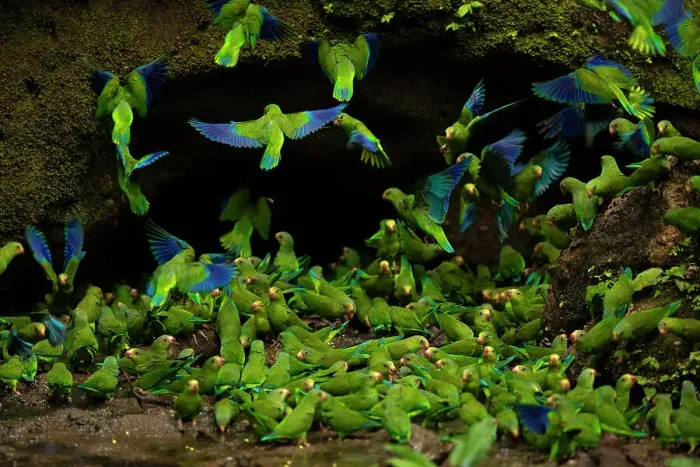 Framed Print : Flock of Cobalt-winged parakeets (Brotogeris cyanoptera) feeding on clay at a clay lick, Yasuni National Park, Orellana Province, Ecuador Framed Print : Flock of Cobalt-winged parakeets (Brotogeris cyanoptera) feeding on clay at a clay lick, Yasuni National Park, Orellana Province, Ecuador