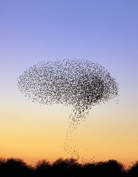 Flock of Common Starling (Sturnus vulgaris) gathering before landing at winter roost