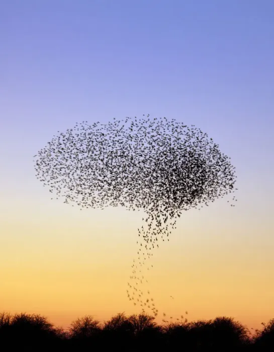 Framed Print : Flock of Common Starling (Sturnus vulgaris) gathering before landing at winter roost Framed Print : Flock of Common Starling (Sturnus vulgaris) gathering before landing at winter roost