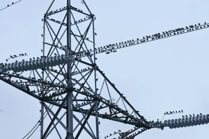 Framed Print : Flock of Common Starlings (Sturnus vulgaris) roosting on power pylon, Rainham Marsh RSPB Reserve Framed Print : Flock of Common Starlings (Sturnus vulgaris) roosting on power pylon, Rainham Marsh RSPB Reserve