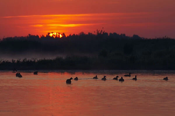 Flock of Coot (Fulica atra) on lake at sunset, Pusztaszer, Hungary, May 2008